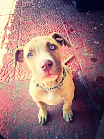 picture of dog