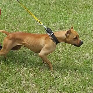 picture of dog