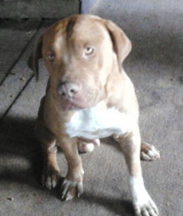 picture of dog