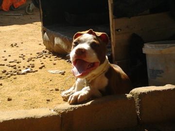 picture of dog