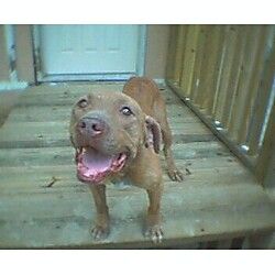 picture of dog