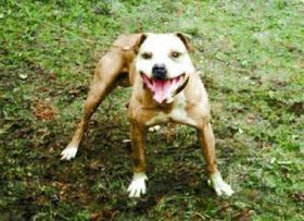 picture of dog