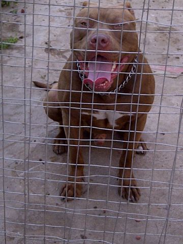 picture of dog
