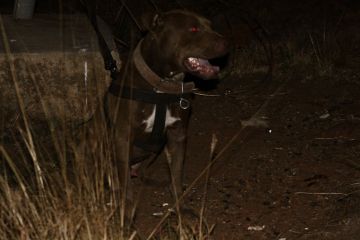 picture of dog