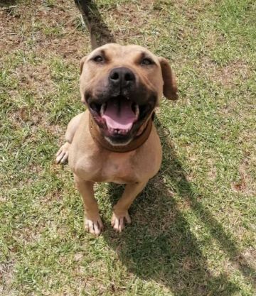 picture of dog
