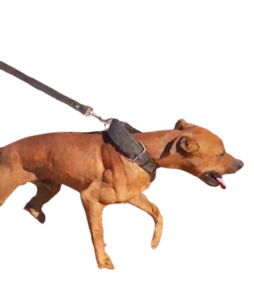 picture of dog