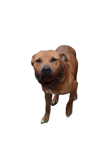 picture of dog