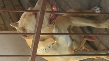 picture of dog
