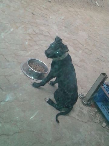picture of dog