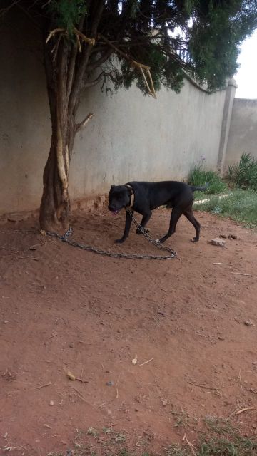 picture of dog