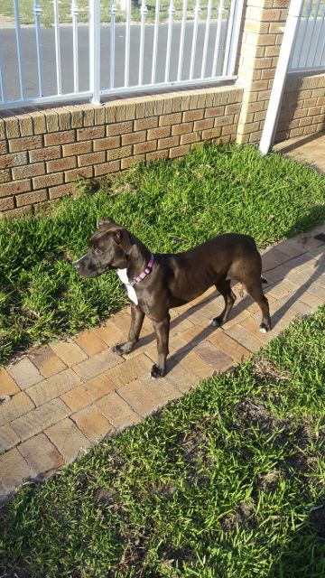 picture of dog