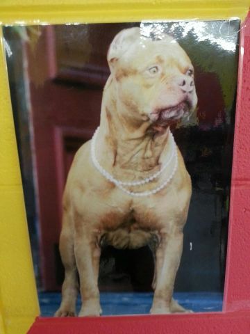 picture of dog