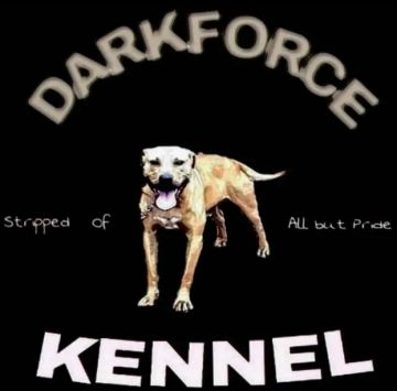 picture of dog