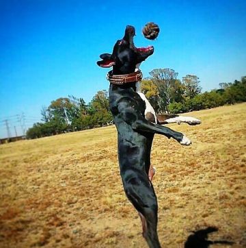 picture of dog