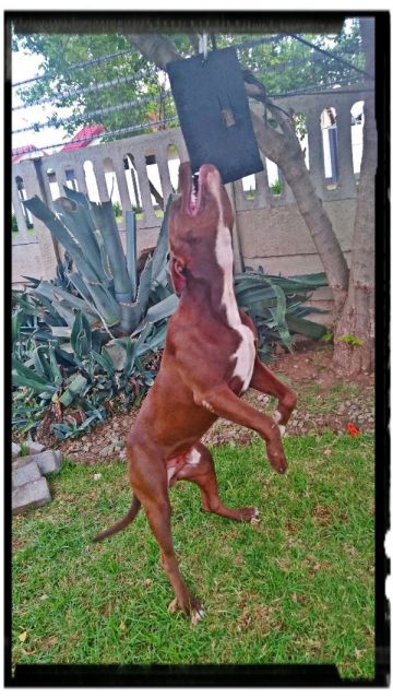picture of dog