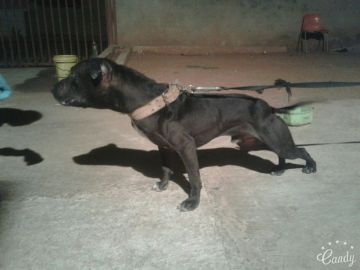 picture of dog