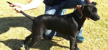 picture of dog