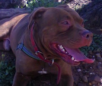 picture of dog