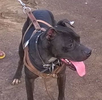 picture of dog