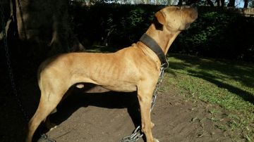 picture of dog