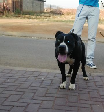 picture of dog