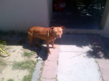 picture of dog
