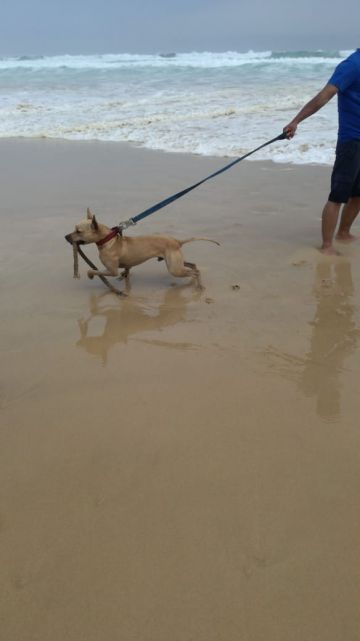 picture of dog