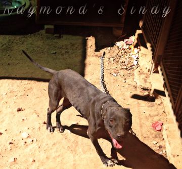 picture of dog