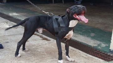 picture of dog