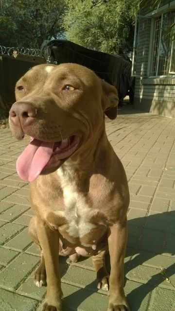 picture of dog
