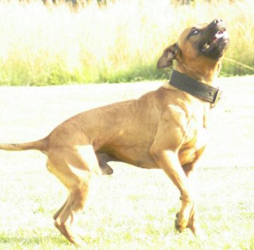 picture of dog