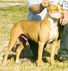 picture of dog