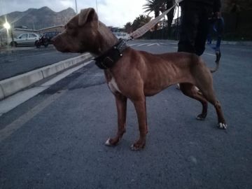 picture of dog
