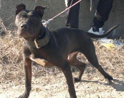 picture of dog
