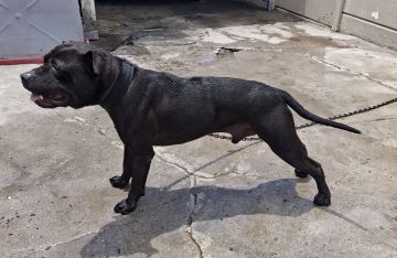 picture of dog