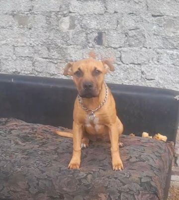 picture of dog