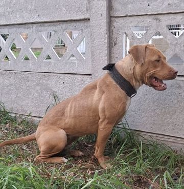 picture of dog