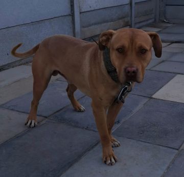 picture of dog