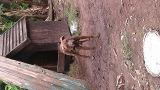 picture of dog