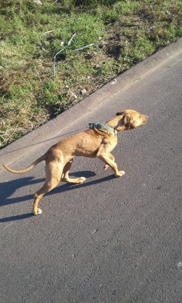 picture of dog