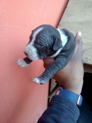 picture of dog