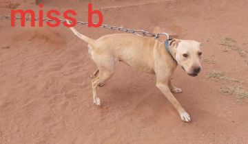 picture of dog