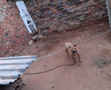 picture of dog