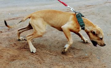 picture of dog