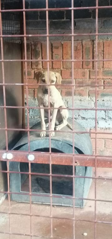 picture of dog
