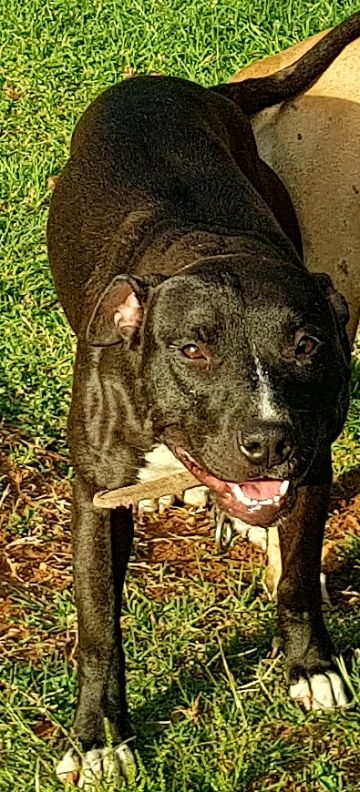 picture of dog