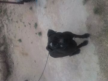 picture of dog