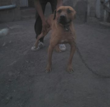 picture of dog