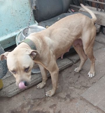 picture of dog
