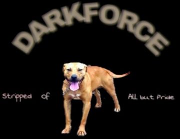 picture of dog